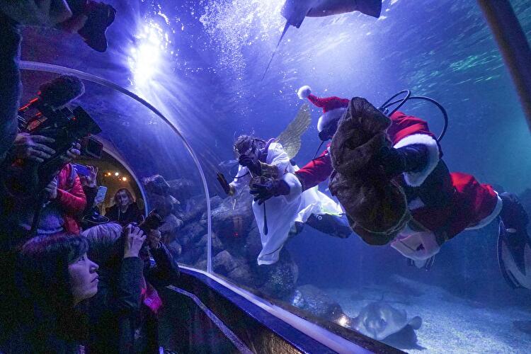 Weihnachtstauchen im Sea Life (4)
