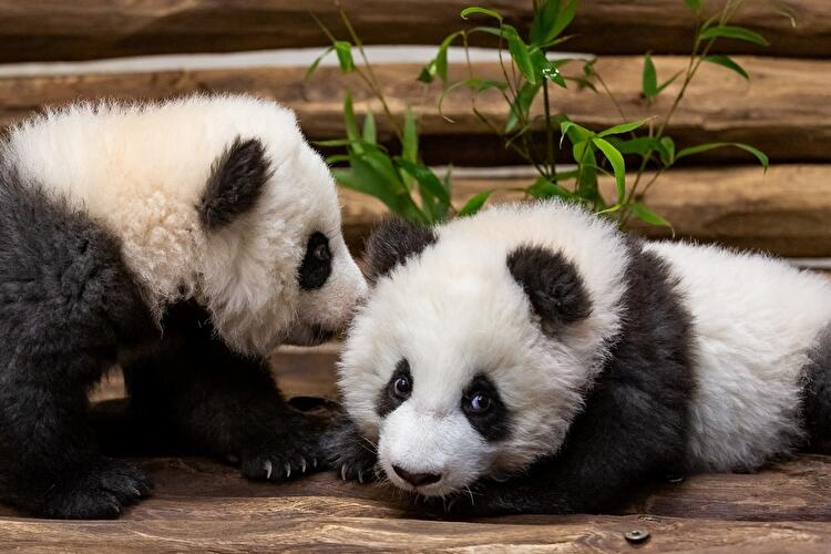 Panda cubs at Berlin Zoo