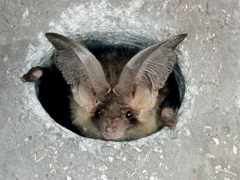 Fledermaus