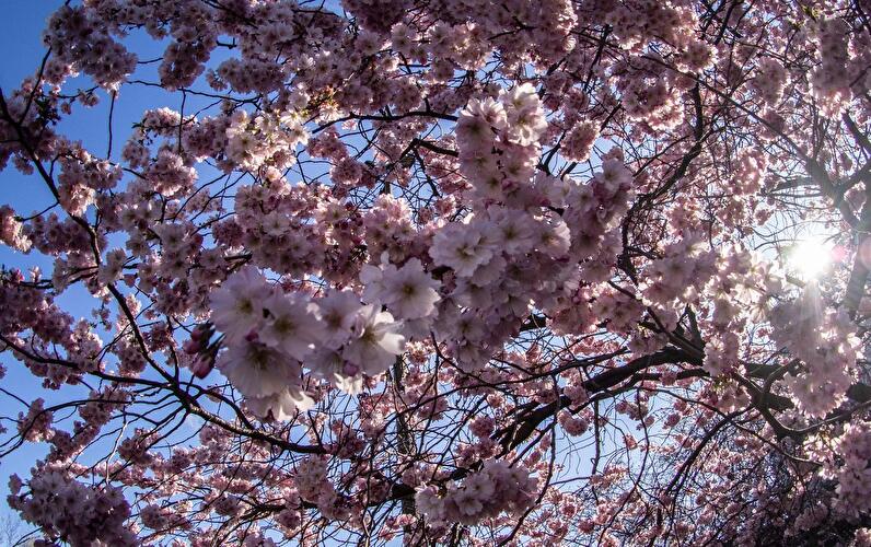 Kirschblüten bei strahlender Sonne