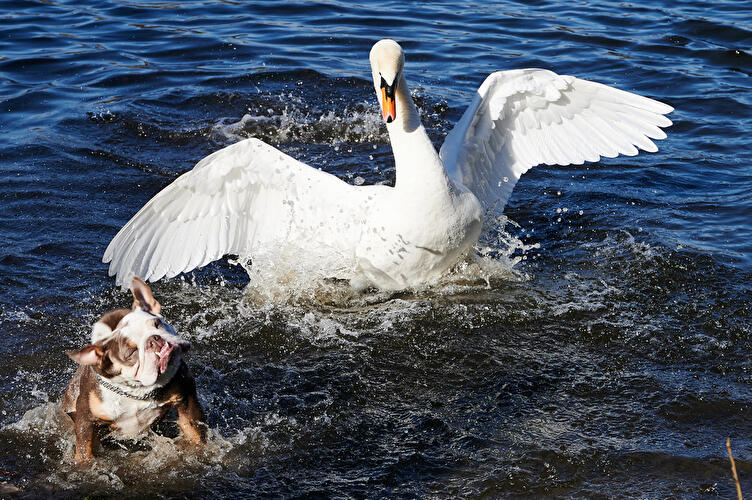 Hund trifft auf Schwan