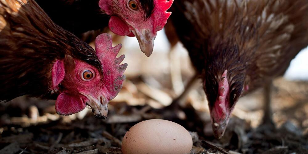Hühner und Ei