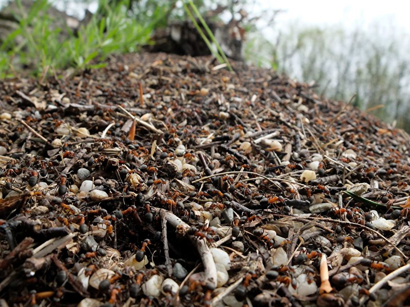 Discovering Nature’s Tiny Wonders: Kids Explore Centipedes, Spiders & Ants at Freilandlabor Britz