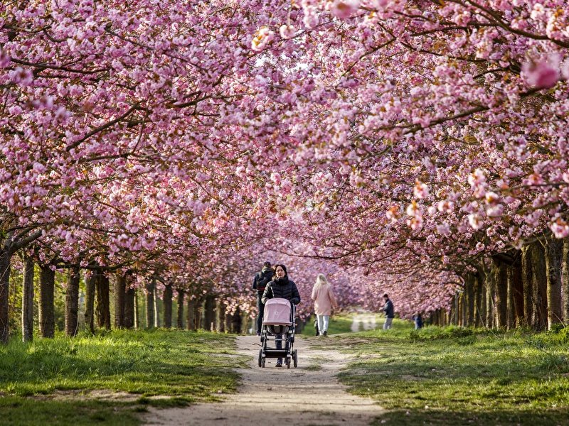 Japanische Kirschblüte in Berlin
