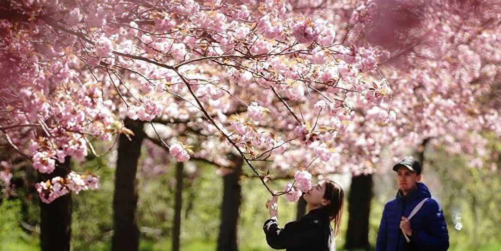 Ein Zierkirschenbaum blüht in der TV-Asahi-Kirschblütenallee