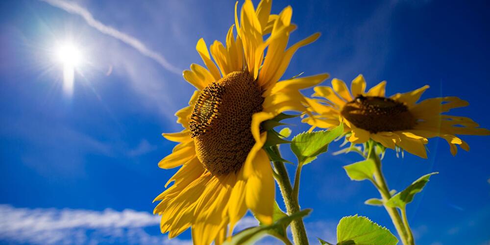 Sonnenblumen stehen unter strahlend blauem Himmel