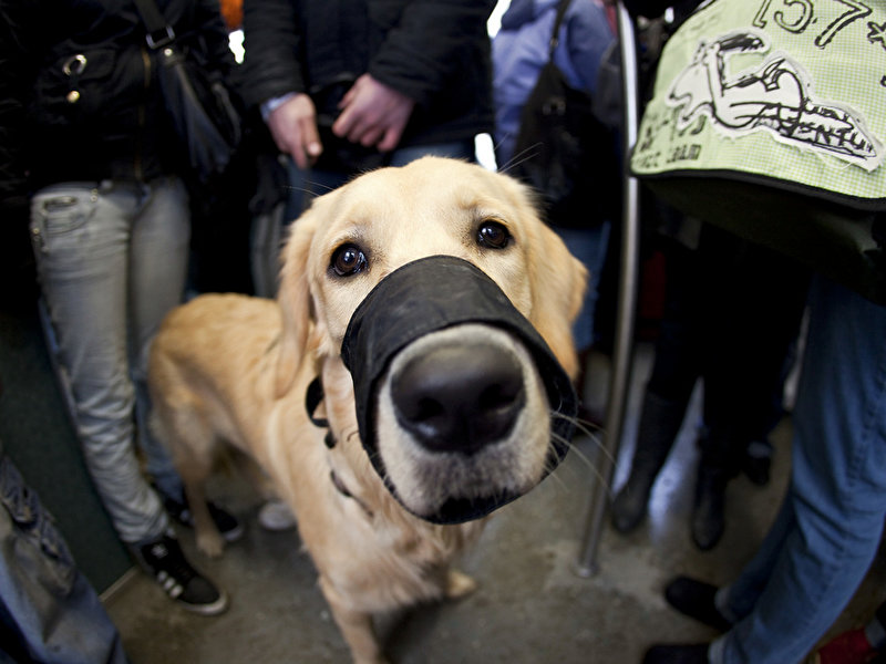 Günstiges Hotel In Berlin Mit Hund