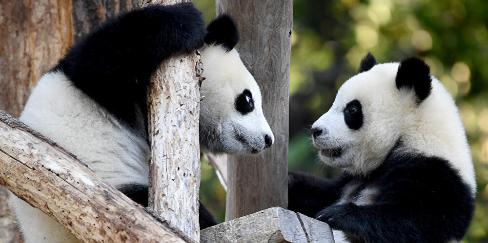 Mini-Pandas Meng Xiang und Meng Yuan (2)