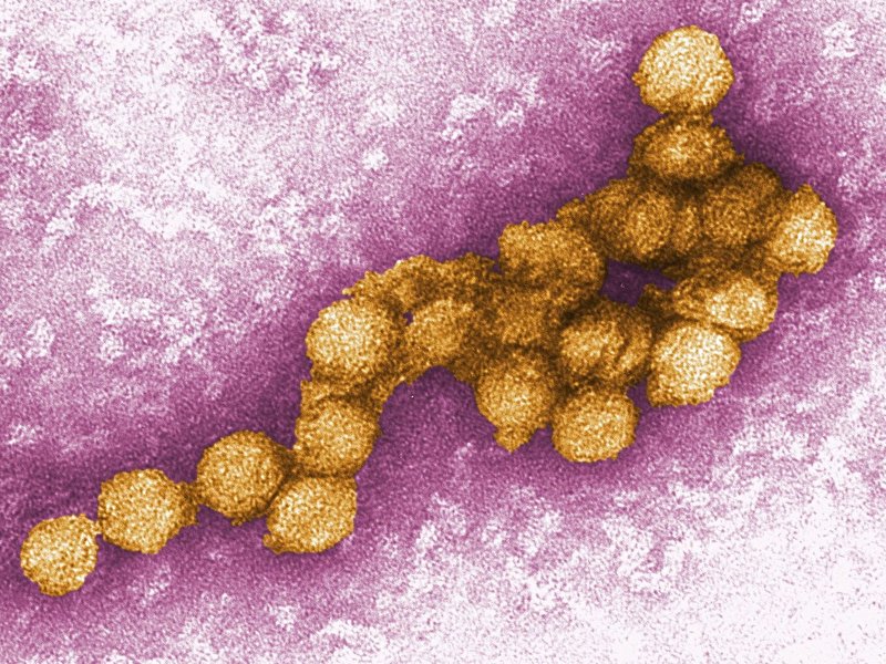 Eine Person aus Berlin mit West-Nil-Virus infiziert