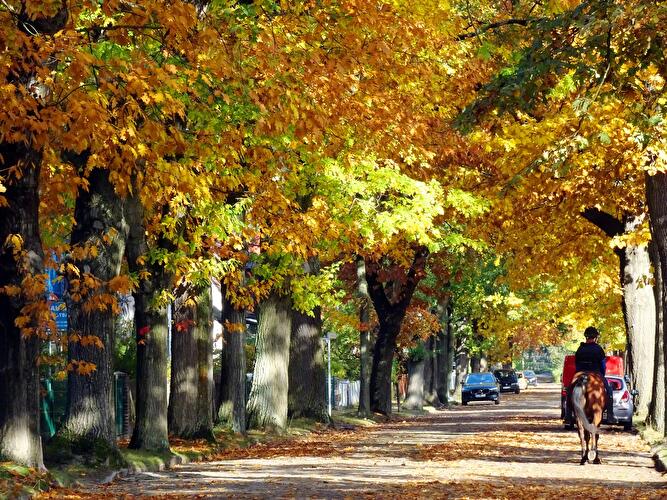 Berlindian Summer: Goldener Herbst in Berlin (13)