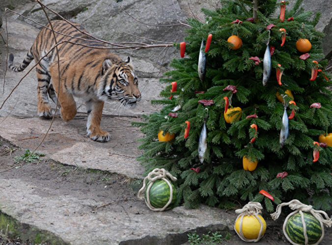 Weihnachtszeit in Berlin (1)