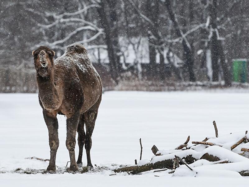 Winter im Tierpark (3)