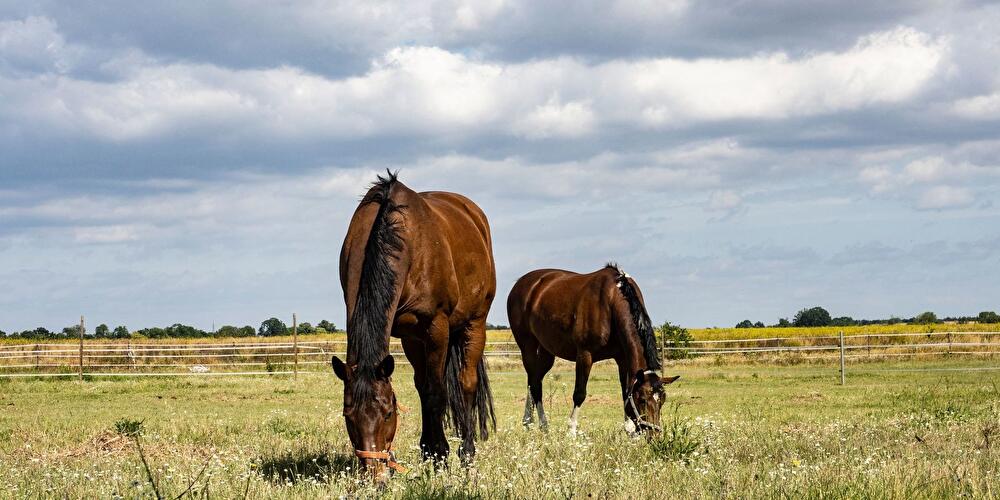 Pferde grasen auf einem Feld bei Schöneiche