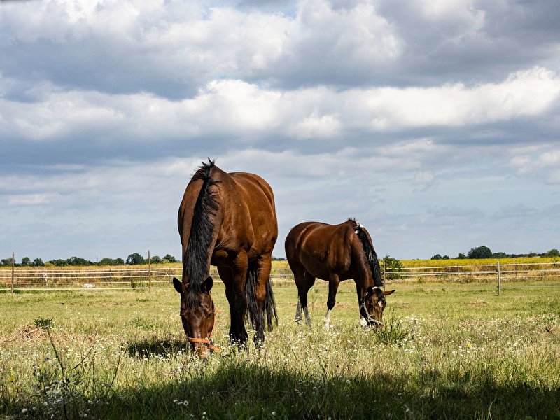 Pferde grasen auf einem Feld bei Schöneiche