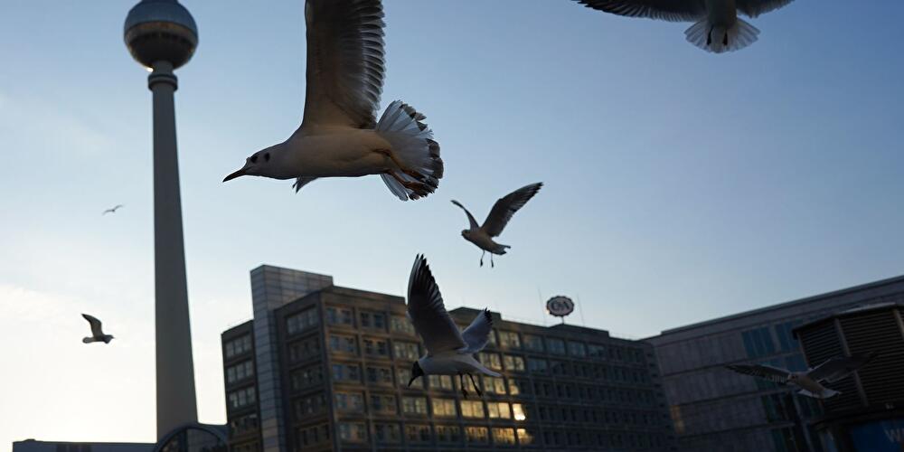 Möwen fliegen bei wolkenlosem Himmel tief über den Alexanderplatz