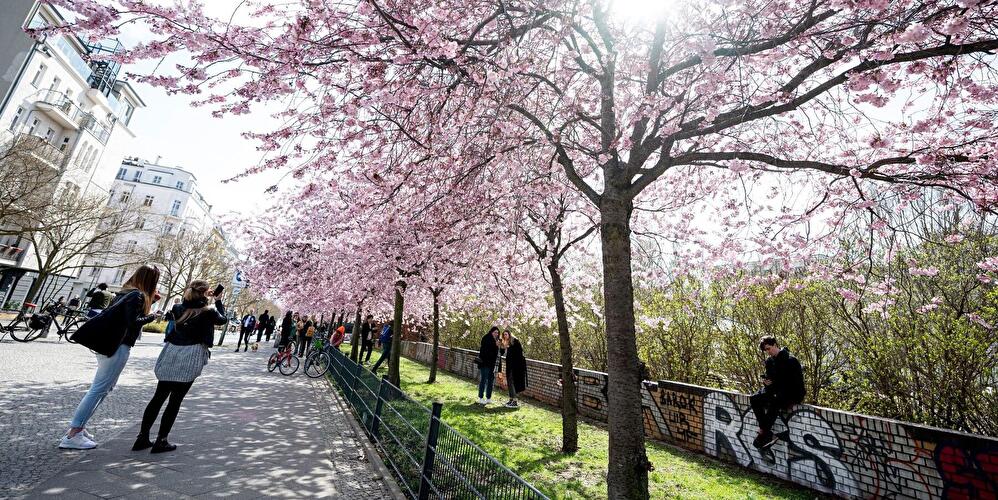 Cherry blossoms in Berlin