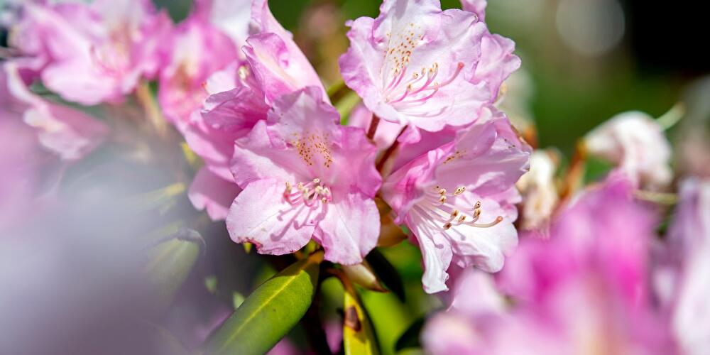 Blüten