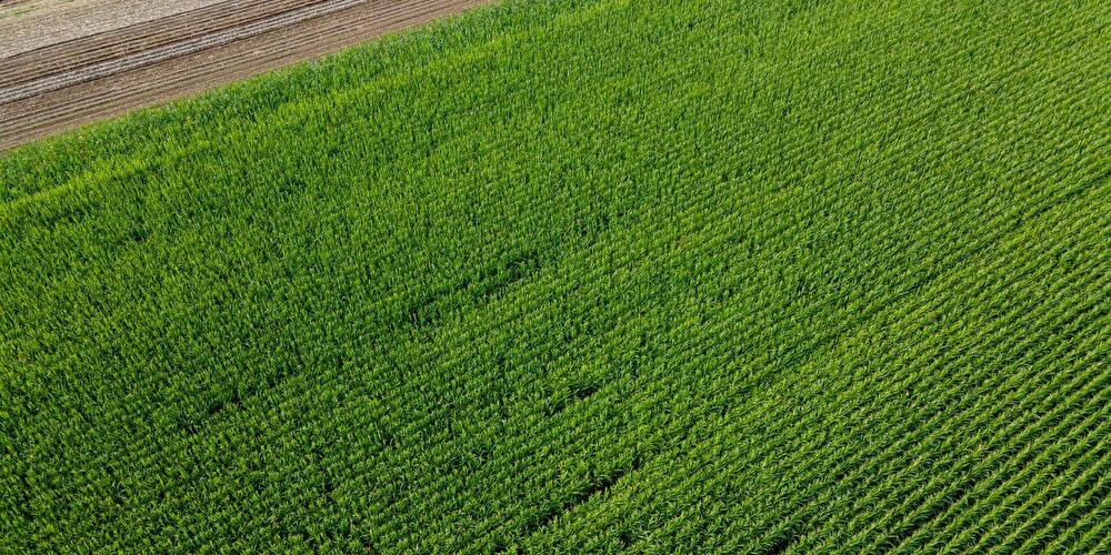 Landwirtschaft