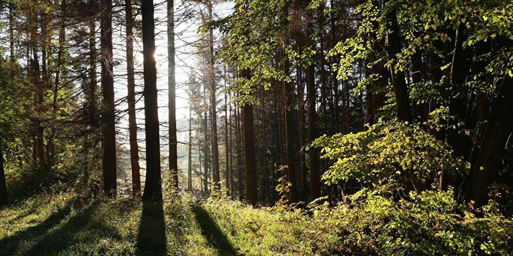 Wald