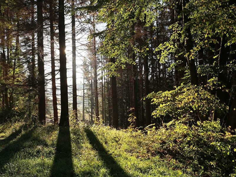 Wald