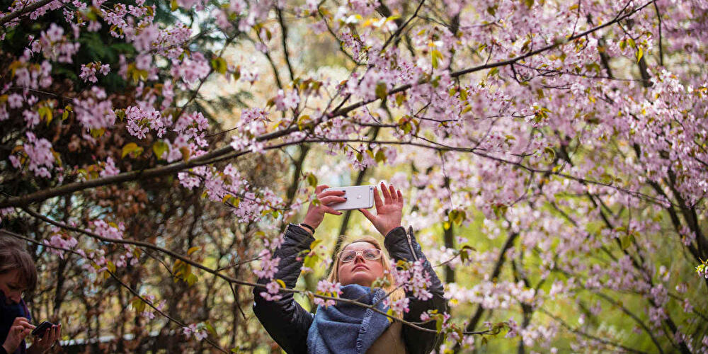Kirschblüten in den Gärten der Welt