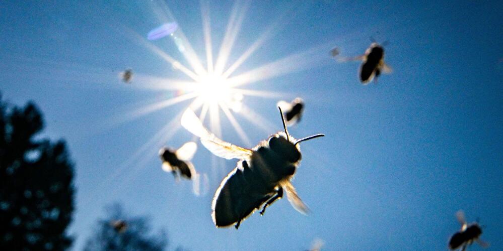 Biene fliegen im Sonnenschein