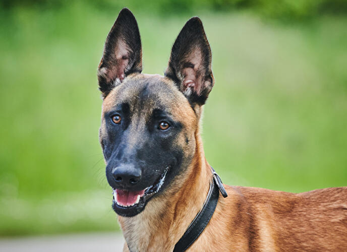 Tierheim Berlin - Hund Leon