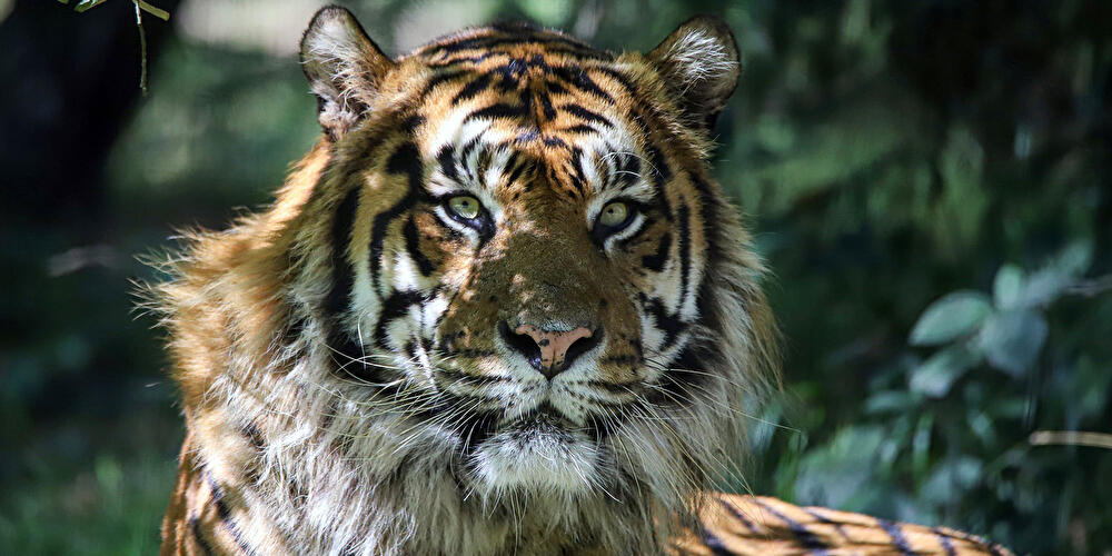 Neuer Sumatra-Tiger fÃ¼r Berliner Tierpark