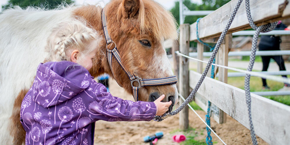Pony