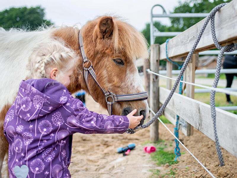 Pony