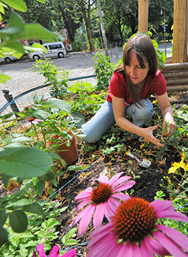 Bürger pflegen Bäume in Berlin