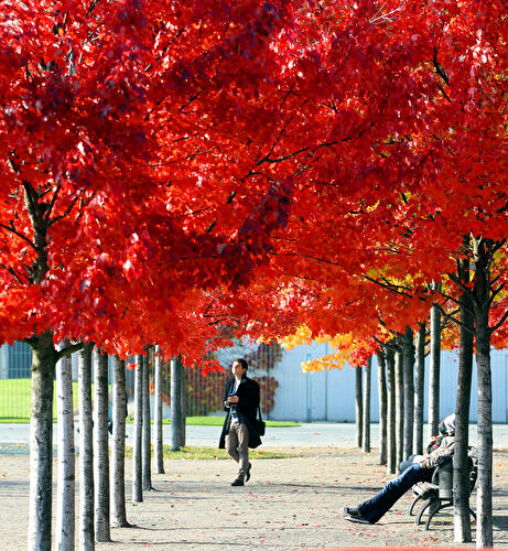 Sonnendurchfluteter Spätherbst in Berlin