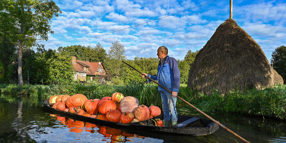 Kürbisernte im Spreewald