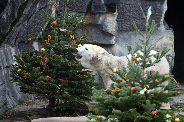 Weihnachtszeit 2022 (5)
