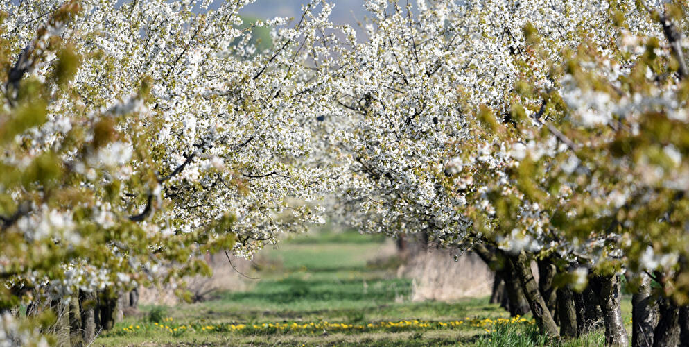 FrÃ¼hling in Brandenburg