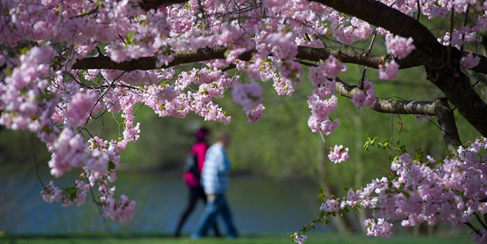 Blühende Kirschbäume in Potsdam