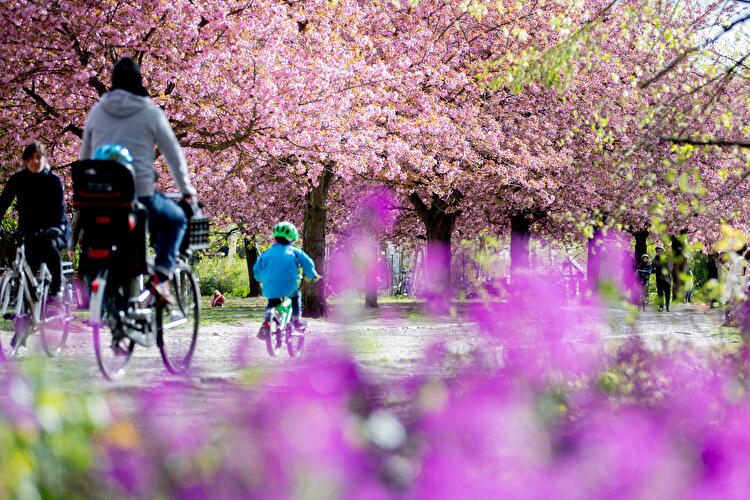 Kirschblüte in Berlin