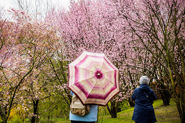 Kirschblütenfest in den Gärten der Welt 2023 (3)