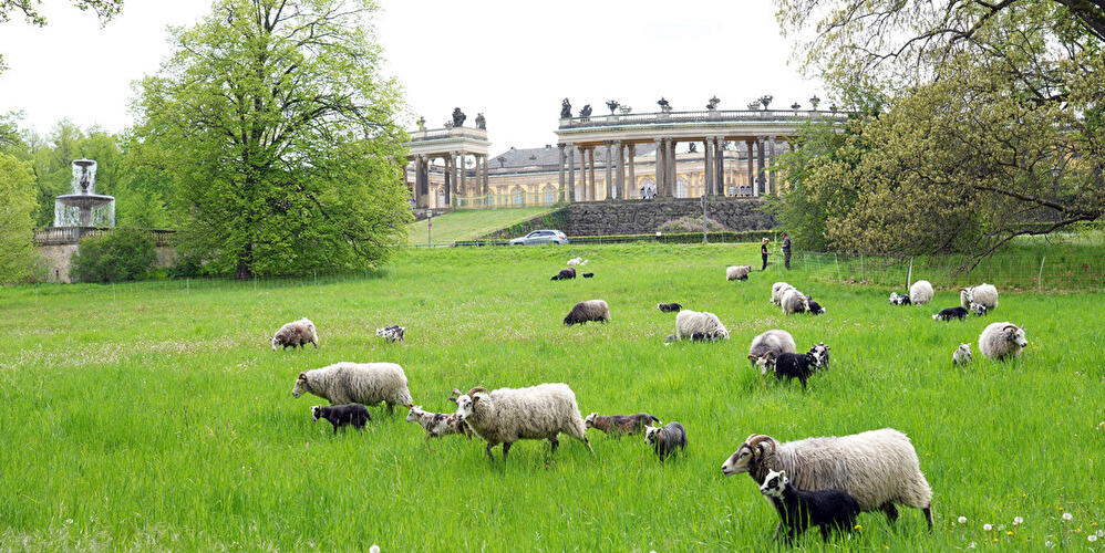 Guteschafe weiden im Park Sanssouci