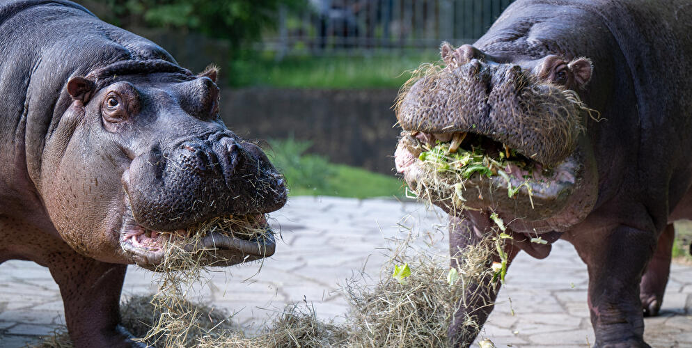 Flusspferde im Berliner Zoo