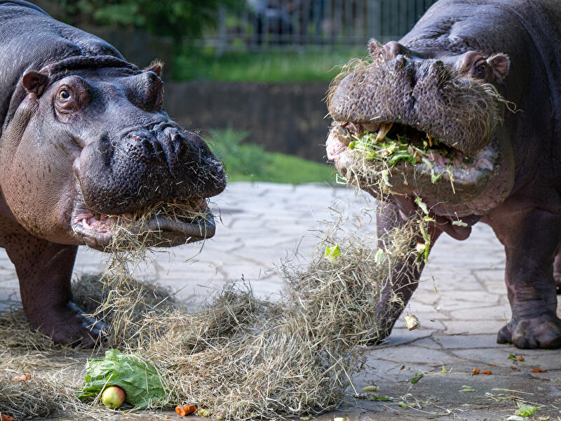 Flusspferde im Berliner Zoo
