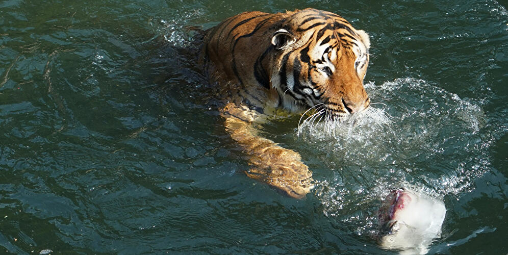 Tiger im Tierpark Berlin