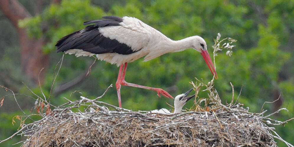 Storch im Nest