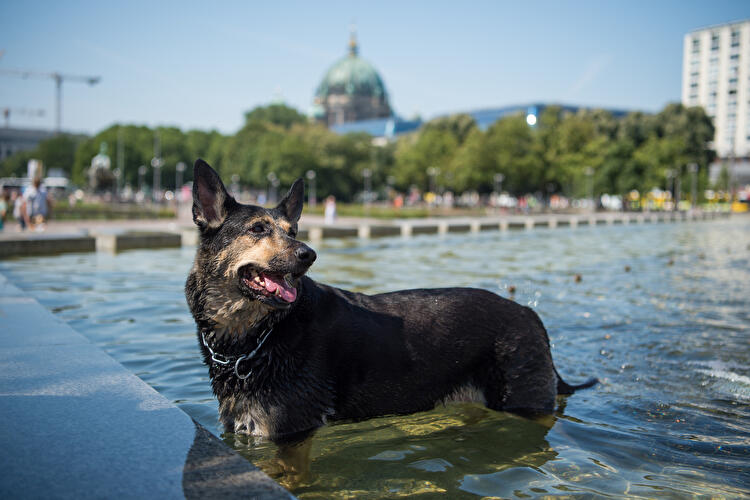 Sommerhitze - Berlin