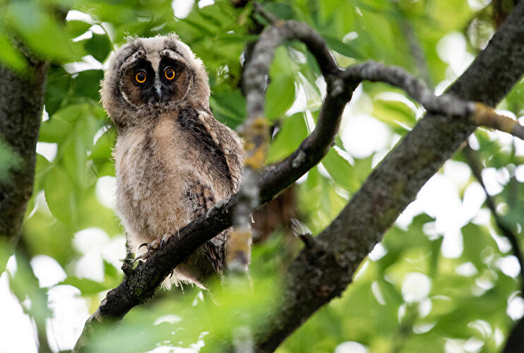 Waldohreule in Tempelhof