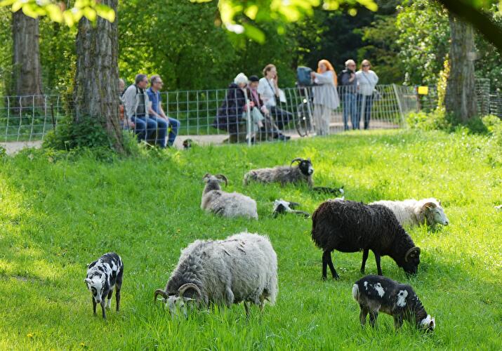 Schafe im Park von Schloss Charlottenburg