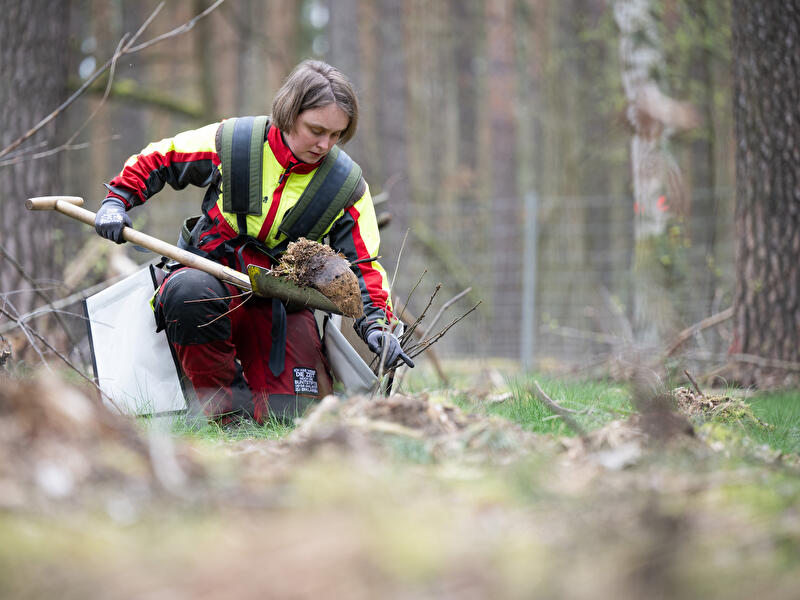 More than 500,000 trees planted for climate-resilient forest – Berlin.de