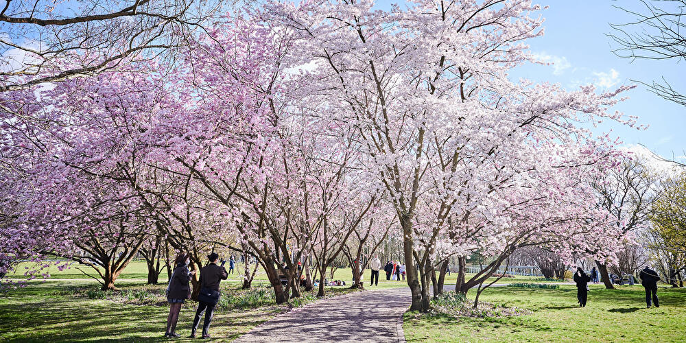 Hanami - Gärten der Welt in Berlin