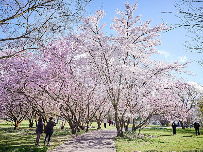 Hanami - Kirschblütenfest in den Gärten der Welt in Berlin