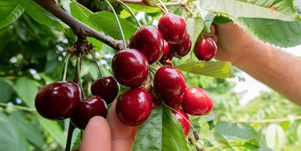 Ernte von Süßkirschen beginnt